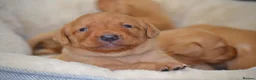 Labrador Retriever dogs for sale: Chunky Fox Red Labrador Puppies  - Advert 12
