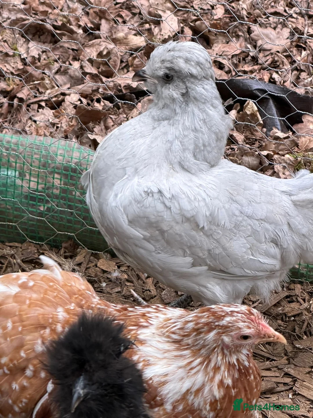 Chickens poultry for sale: Purebreed point of lay hens  - Advert 1