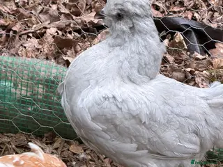 Chickens poultry Purebreed point of lay hens - Advert 1