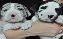 Great Dane dogs for stud: OPEN FOR STUD Stunning Apollo in Bathgate - Image 19