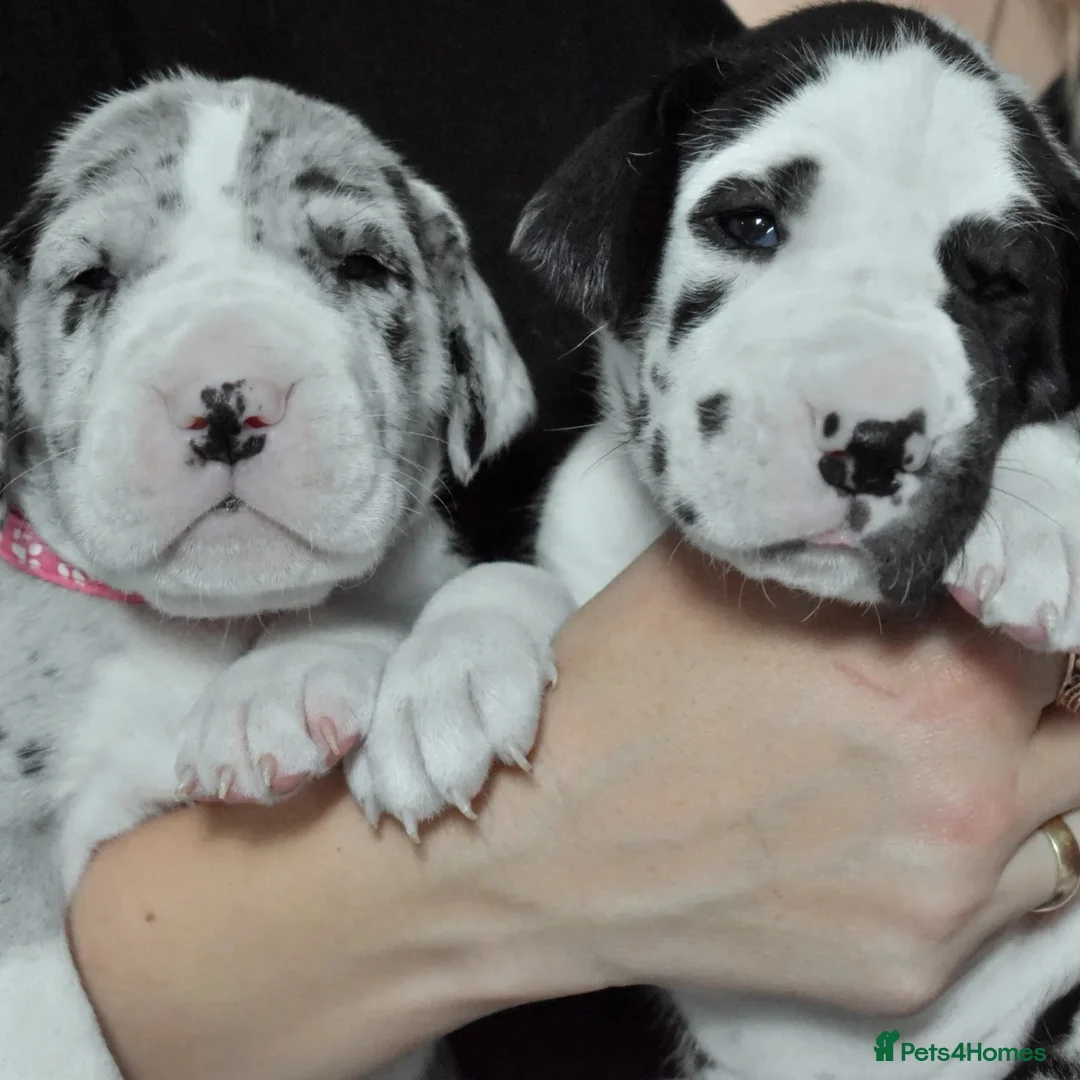 Great Dane dogs for stud: OPEN FOR STUD Stunning Apollo in Bathgate - Advert 19