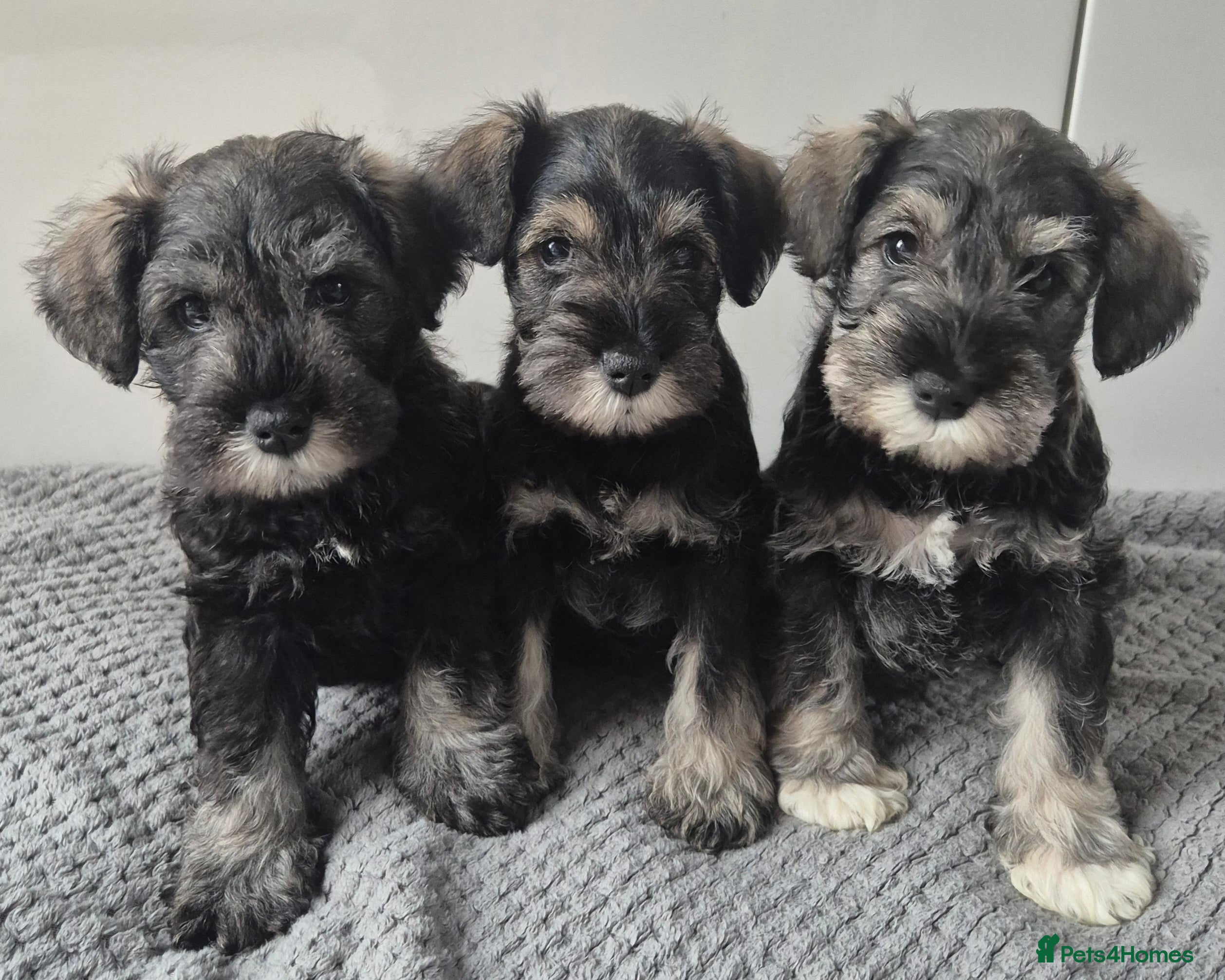 Miniature Schnauzer dogs KC Registered Miniature Schnauzer Puppies - Advert 1
