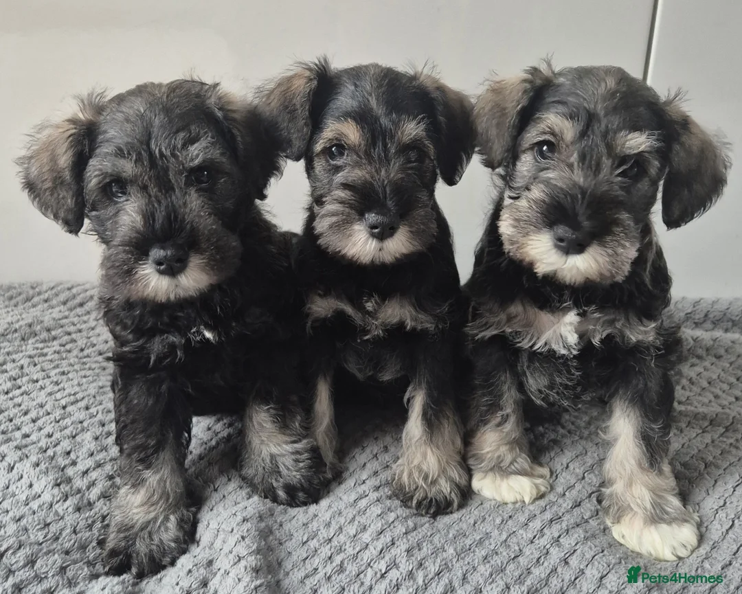 Miniature Schnauzer dogs for sale: KC Registered Miniature Schnauzer Puppies - Advert 1