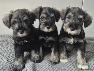 Miniature Schnauzer dogs KC Registered Miniature Schnauzer Puppies - Advert 1