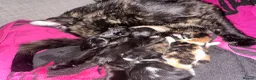 British Shorthair cats for sale: beautiful kittens availible beginning september  - Advert 13