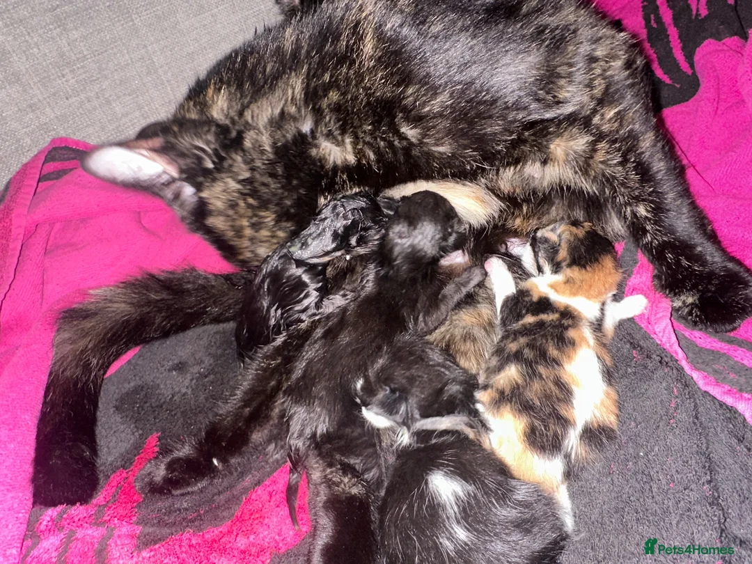 British Shorthair cats for sale: beautiful kittens availible beginning september  - Advert 13