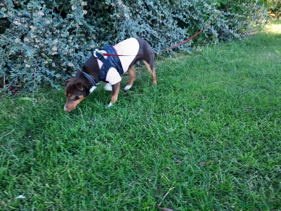 Jackapoo dogs for sale: Jackapoo puppies - Advert 7