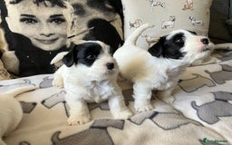 Sealyham Terrier dogs for sale: Quality KC registered Sealyham Terrier pups - Image 5