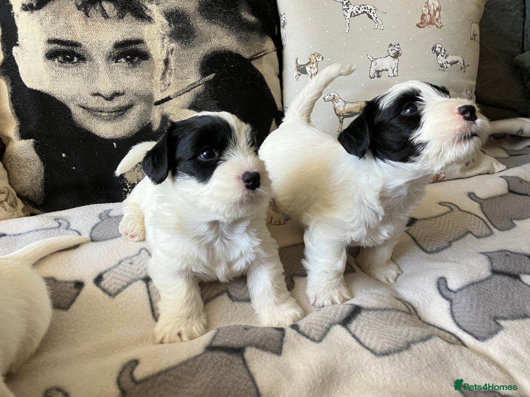 Sealyham Terrier dogs for sale: Quality KC registered Sealyham Terrier pups - Image 5