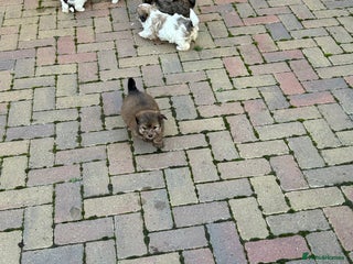 Havanese dogs Three beautiful Havanese - Advert 1