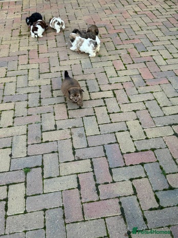 Havanese dogs Three beautiful Havanese - Advert 1