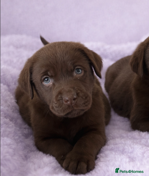 Labrador Retriever dogs Advanced trained Labrador  - Advert 1