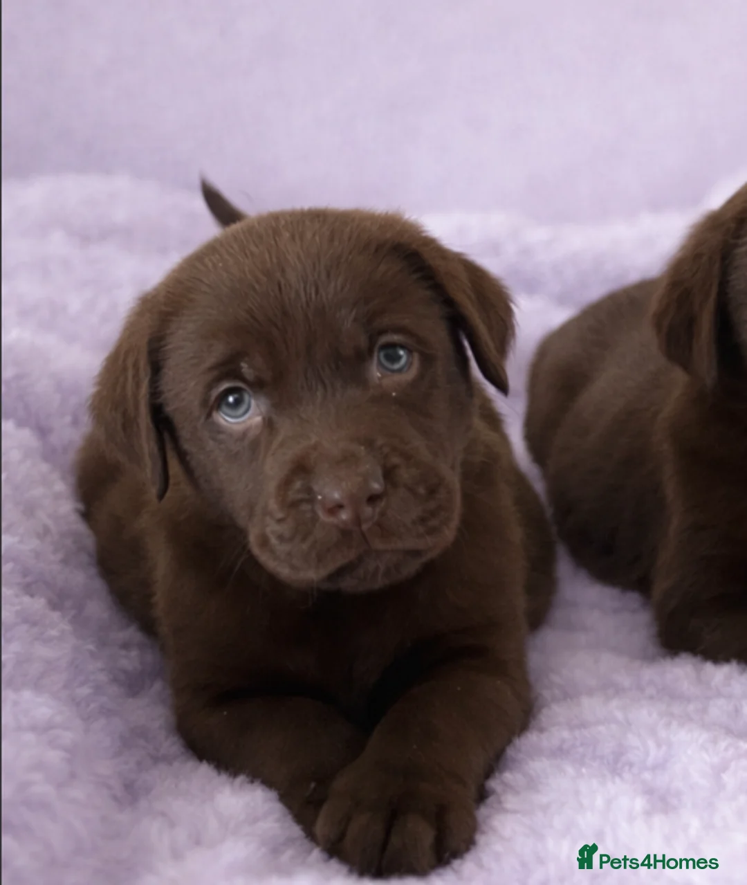 Labrador Retriever dogs for sale: Advanced trained Labrador  - Advert 1