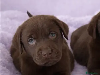 Labrador Retriever dogs Advanced trained Labrador - Advert 1