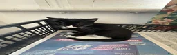 Domestic Shorthair cats for sale: Black and Tuxedo Kittens in London - Advert 7