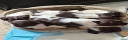 English Springer Spaniel dogs for sale: English Springer spaniel  in Carmarthen - Advert 13
