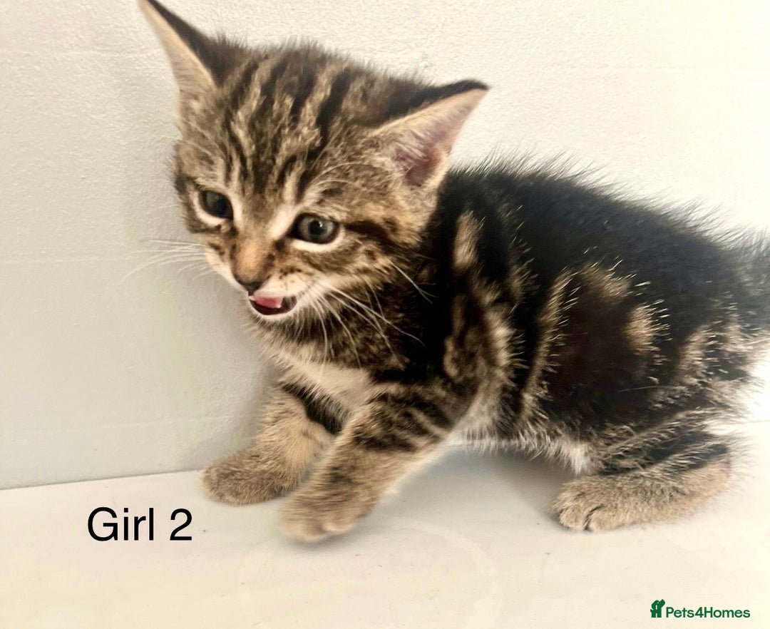 Bengal cats for sale: Gorgeous Bengal kittens ready on go 26th September - Image 8