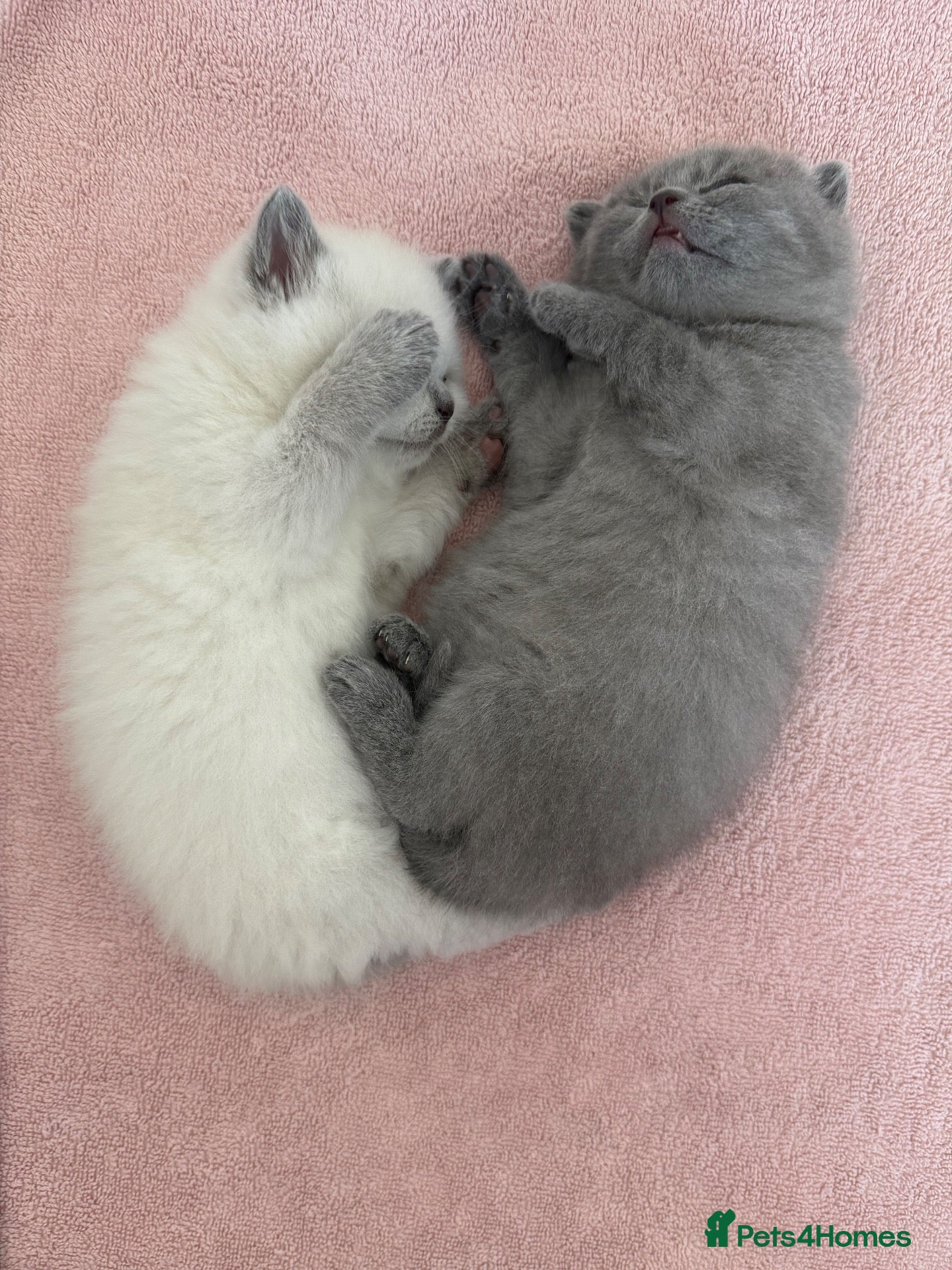 British Shorthair cats 2 x Colourpoint British Shorthair Kittens - Advert 1