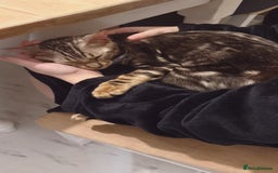 Bengal cats for sale: beautiful marble bengal - Advert 5