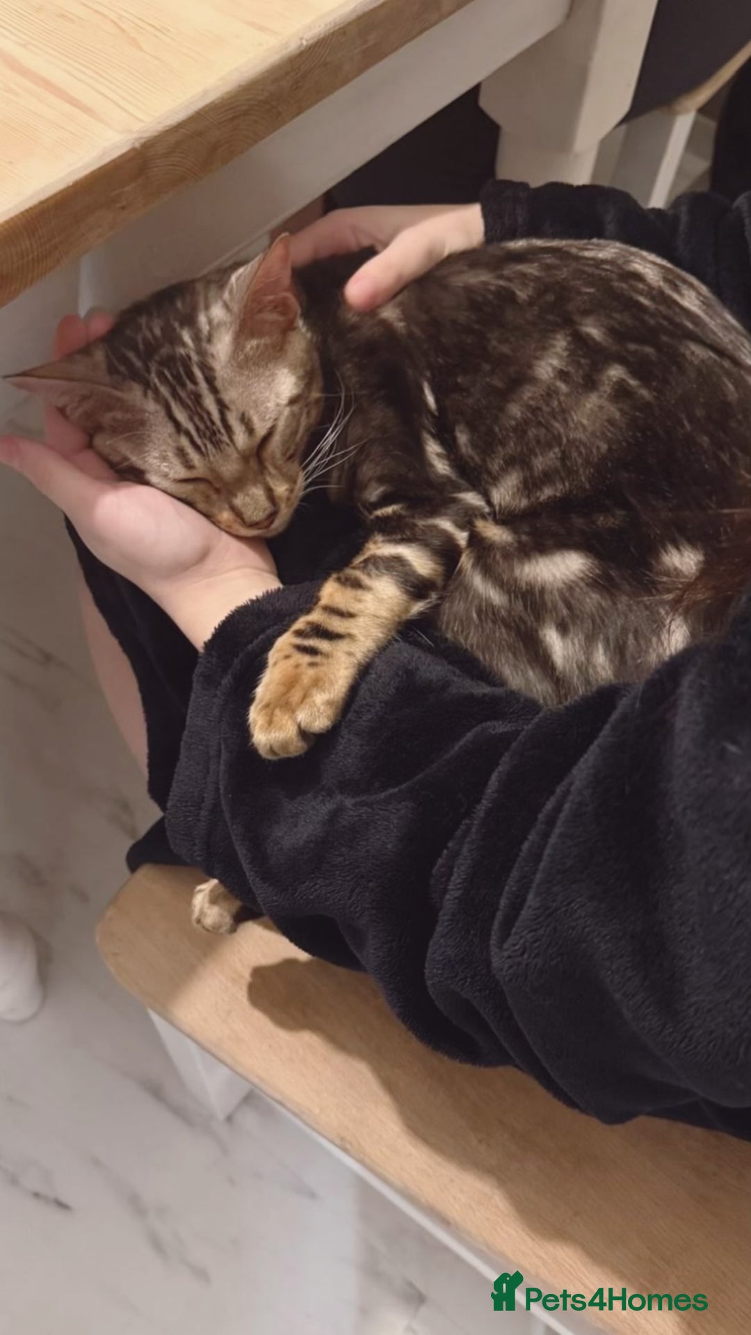 Bengal cats for sale: beautiful marble bengal - Advert 5