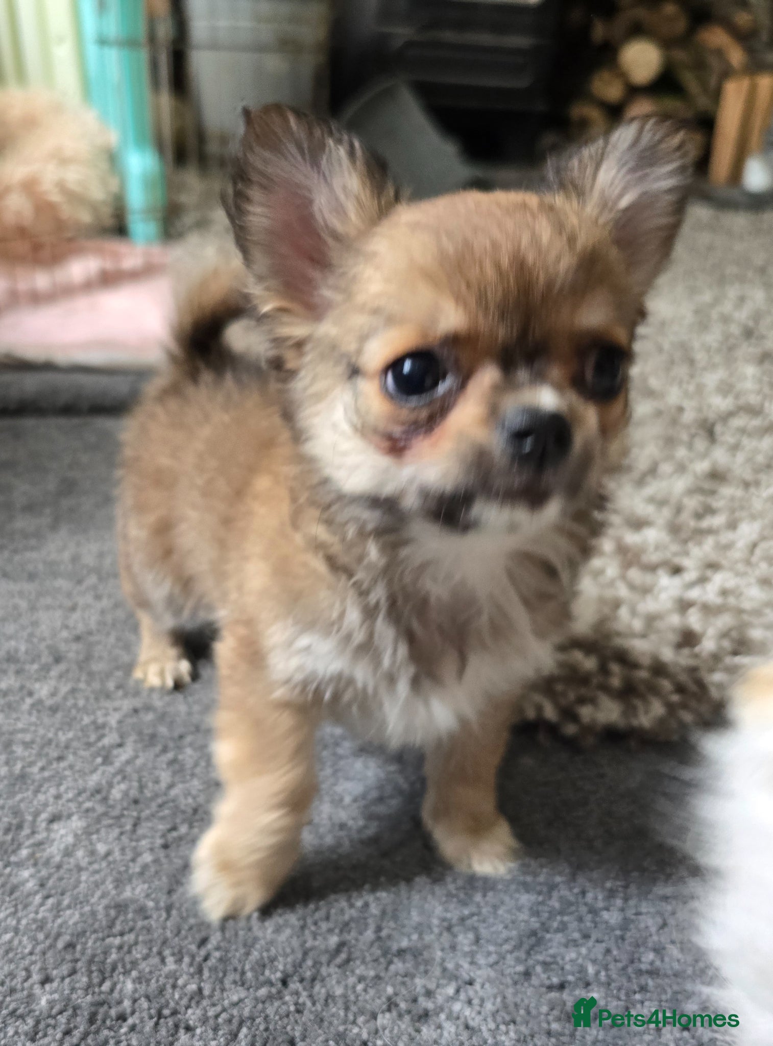 Chihuahua dogs KC Reg Chihuahua Pups, Champion lines. - Advert 2