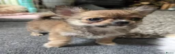 Chihuahua dogs for sale: KC Reg Chihuahua Pups, Champion lines. - Advert 6
