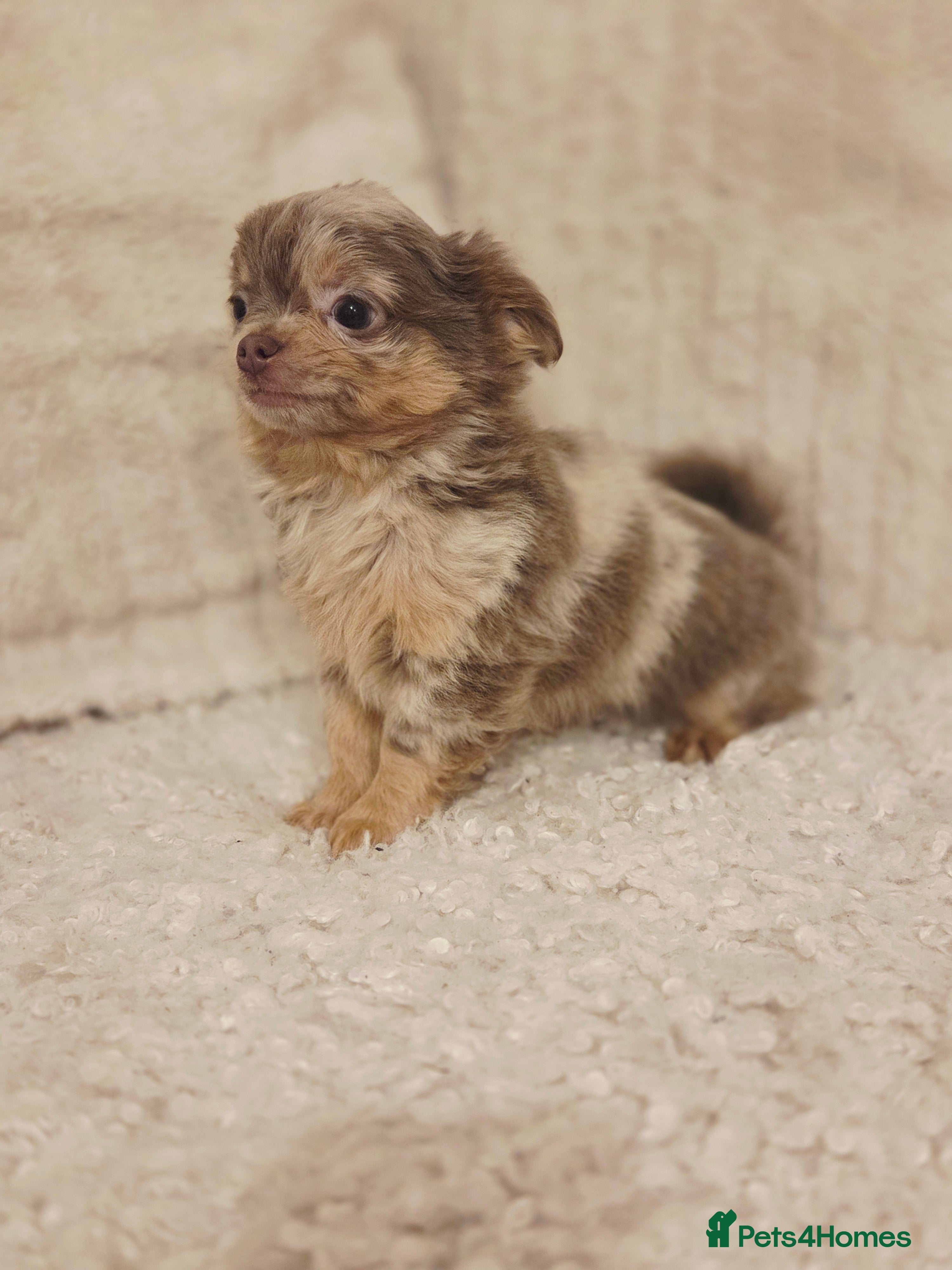 Chihuahua dogs Beautiful Merle Chihuahua babies - Advert 3