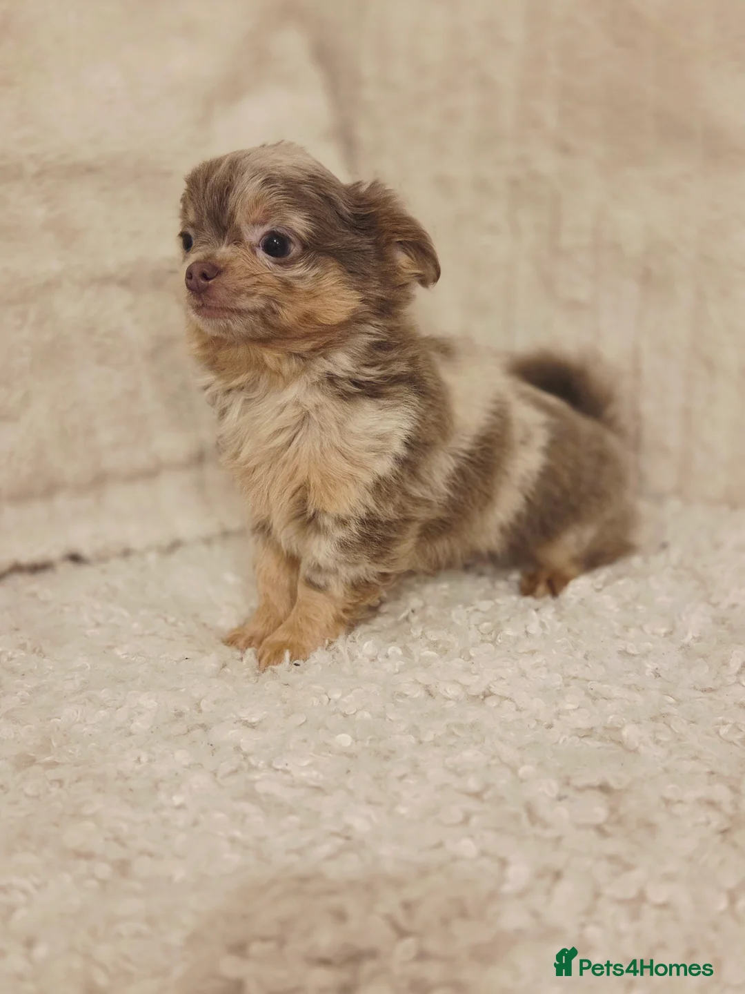 Chihuahua dogs for sale: Beautiful Merle Chihuahua babies - Advert 1