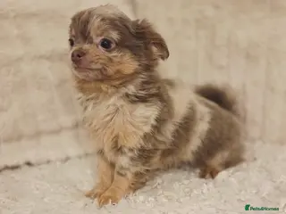 Chihuahua dogs Beautiful Merle Chihuahua babies - Advert 3