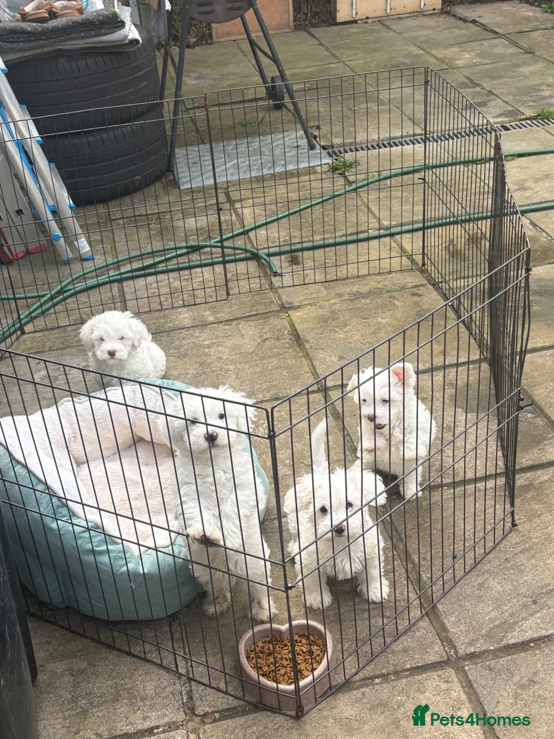 Bichon Frise dogs for sale: Beautiful Bichon Puppies - Advert 1