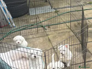 Bichon Frise dogs Beautiful Bichon Puppies - Advert 10