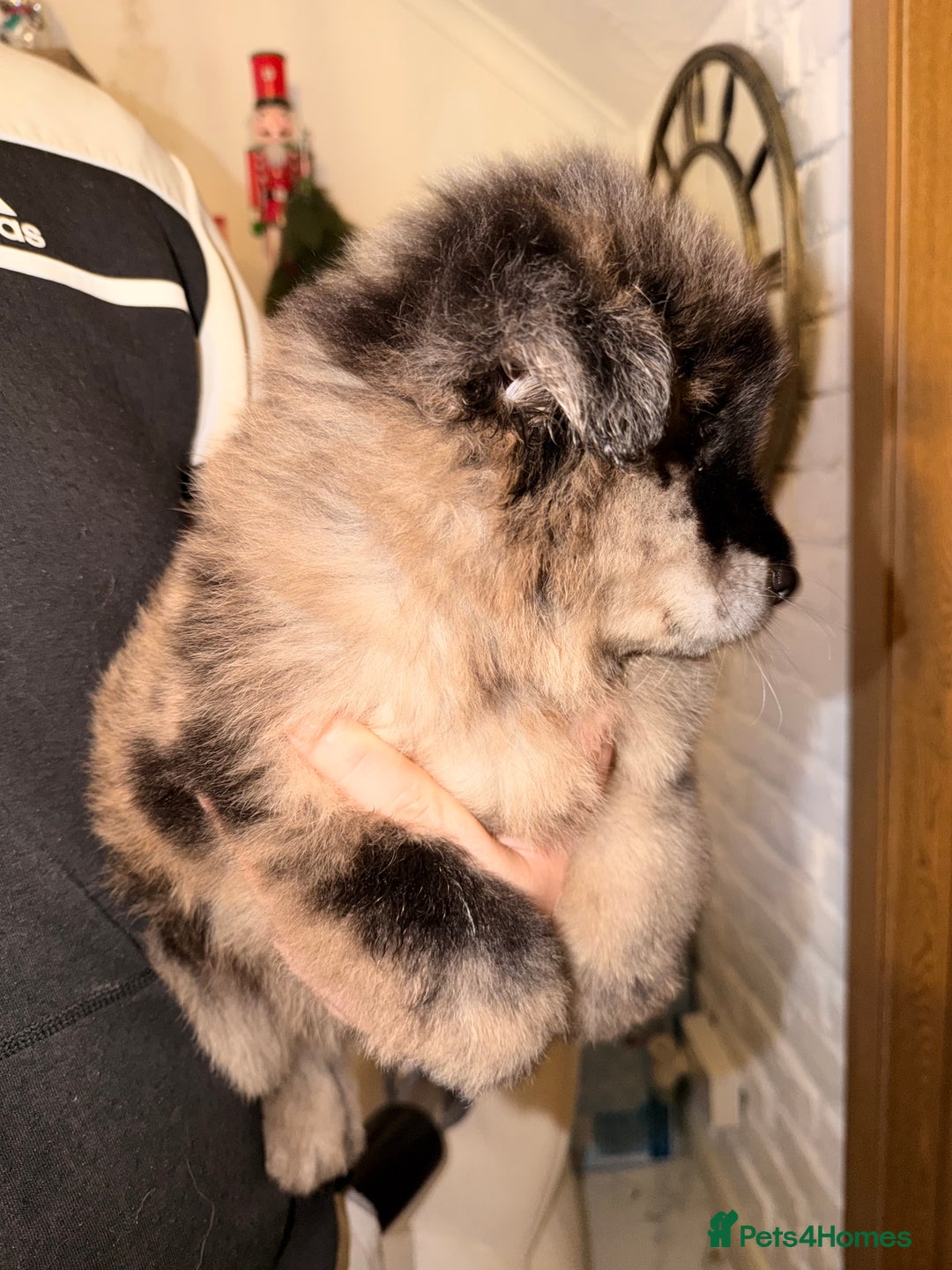 Mixed Breed dogs for sale: 🧸CHOW SHEPHERDS🧸 little bears ready now! - Advert 8