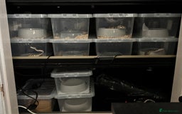 Python Snake reptiles for sale: 11 BALL PYTHONS AND STACK - Image 2