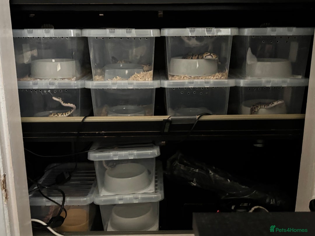 Python Snake reptiles for sale: 11 BALL PYTHONS AND STACK - Image 2