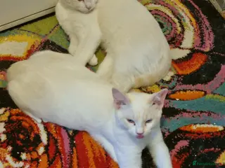 Siamese cats Flame point siamese - Advert 14