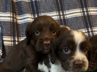 Cocker Spaniel dogs Cocker Spaniel Puppies - Ready soon 🐾 - Advert 6