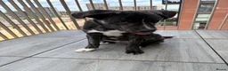 Mixed Breed dogs for sale: Rehoming  in Rainham - Advert 3