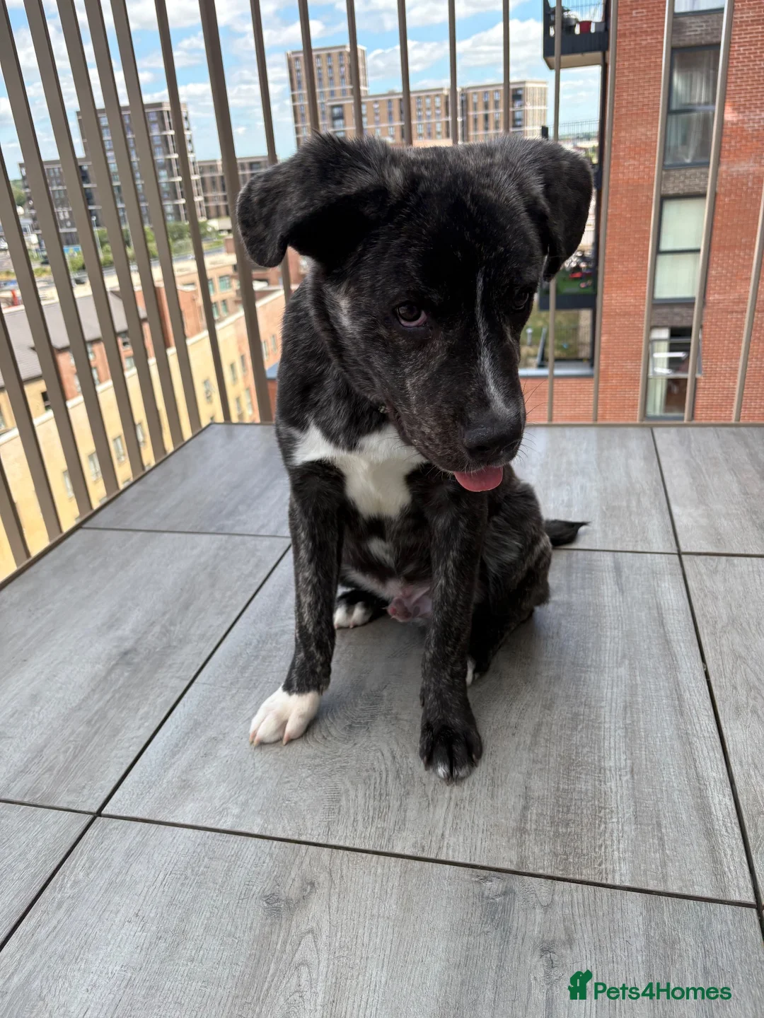 Mixed Breed dogs for sale: Rehoming  in Rainham - Advert 3