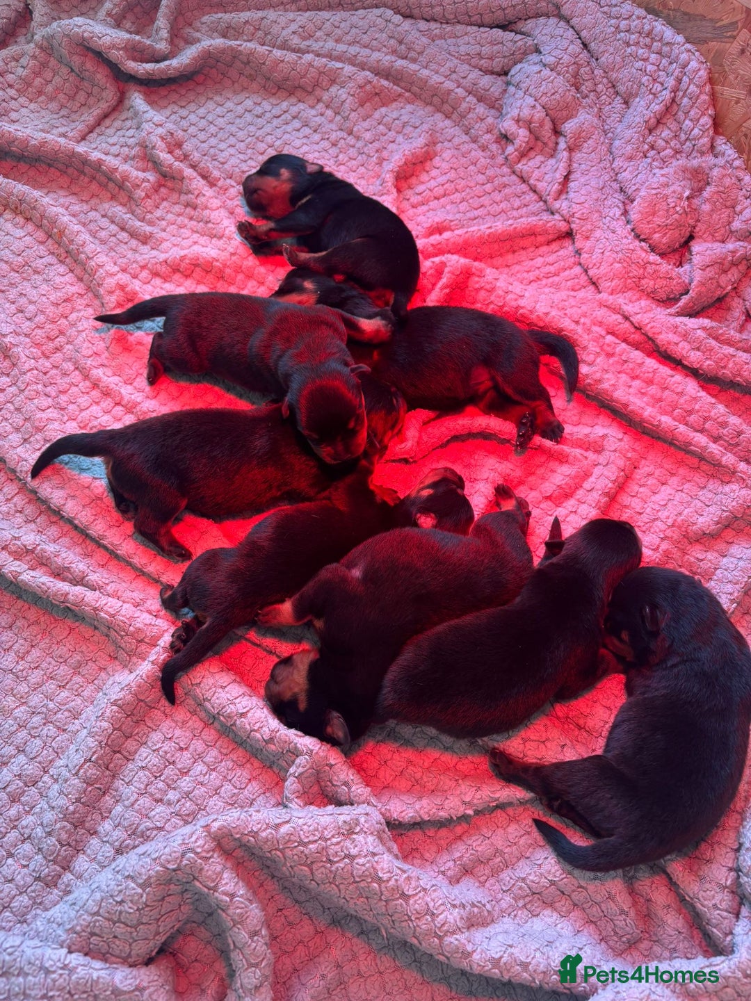 Rottweiler dogs for sale: Pedigree German chunky Rottweiler puppies  - Image 8