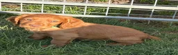 Cocker Spaniel dogs for sale: Well bred working cocker spaniel puppies - Advert 5