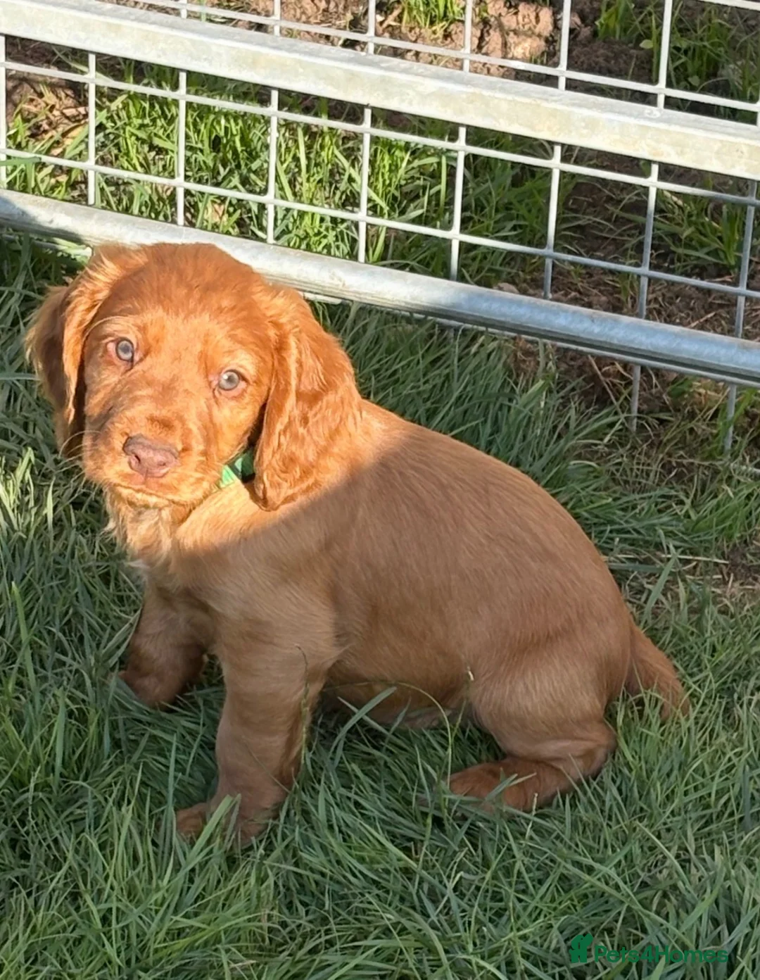 Cocker Spaniel dogs for sale: Well bred working cocker spaniel puppies - Advert 5