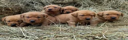 Labrador Retriever dogs for sale: Stunning Fox red labrador puppies READY NOW - Advert 7