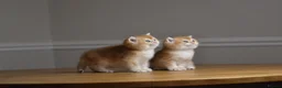British Shorthair cats for sale: GCCF/TICA Stunning Golden BSH Chinchilla Kittens - Advert 18