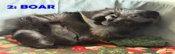 Guinea Pig rodents for sale: Various Guinea Pigs - Ready Now - Advert 3