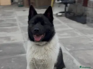Akita dogs KC Registered American Akita Puppy - Advert 3
