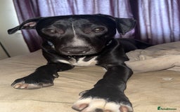 Mixed Breed dogs for sale: Storm (1yr) in need of a kind and loving home - Image 4