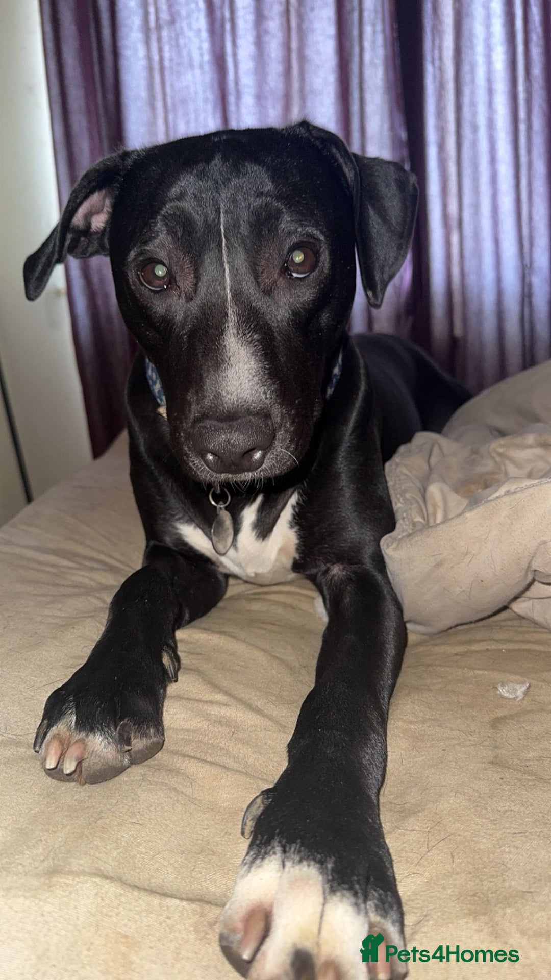 Mixed Breed dogs for sale: Storm (1yr) in need of a kind and loving home - Image 4