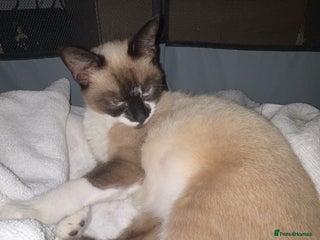 Snowshoe cats Snowshoe X kittens - Advert 3