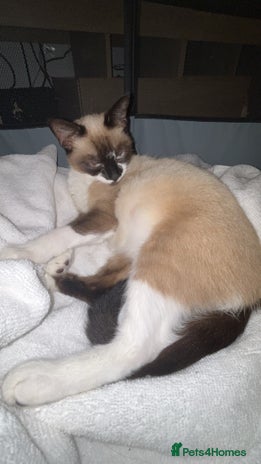 Snowshoe cats Snowshoe X kittens - Advert 1