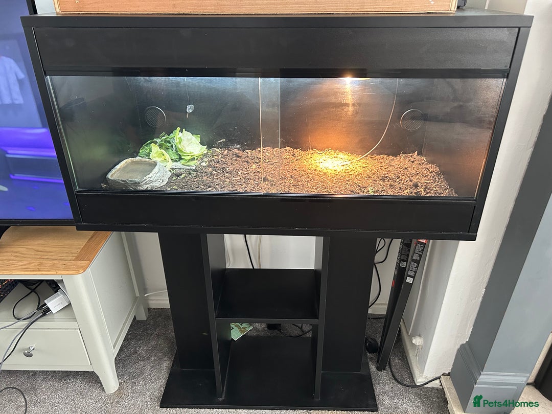 Tortoise reptiles for sale: 2 x Horsefeild Tortoises and set up - Image 1